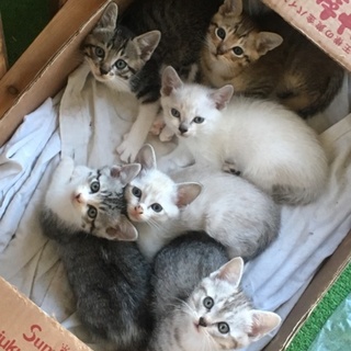 子猫 里親さん