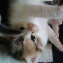 子猫の里親を探しています