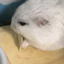 今日は