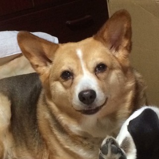 ［地元で里親が決まりました］賢いナナです♫