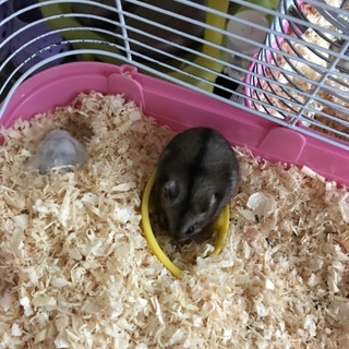 ジャンガリアンハムスター 里親様募集