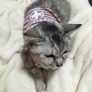 初めて飼育の方向けふみちゃん推定1才