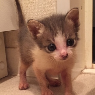 グレー白子猫ちゃん