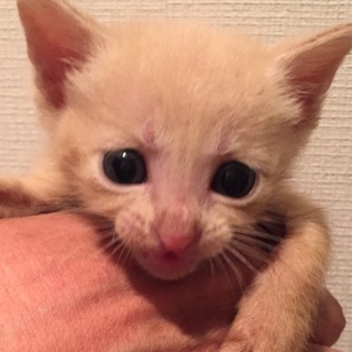 薄茶子猫ちゃん