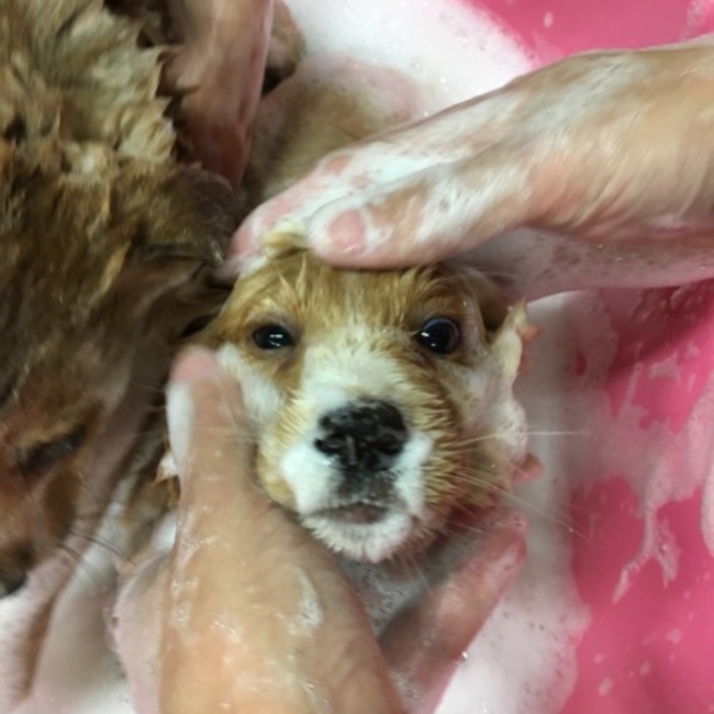 ハッピーチたすWAN（倉敷保健所ボランティア）のカバー写真