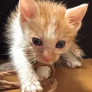 茶白子猫ちゃん