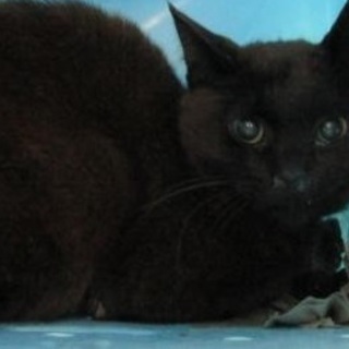 里親様が決まりました。有難うございました。