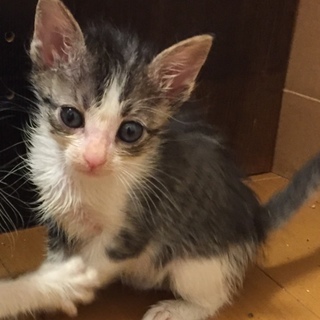 キジ白子猫ちゃん