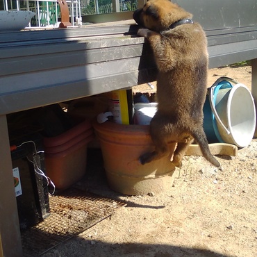 ベランダに上ったり、庭を荒らしたり。