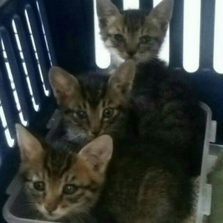 キジくん三兄弟ありがとうございます！！