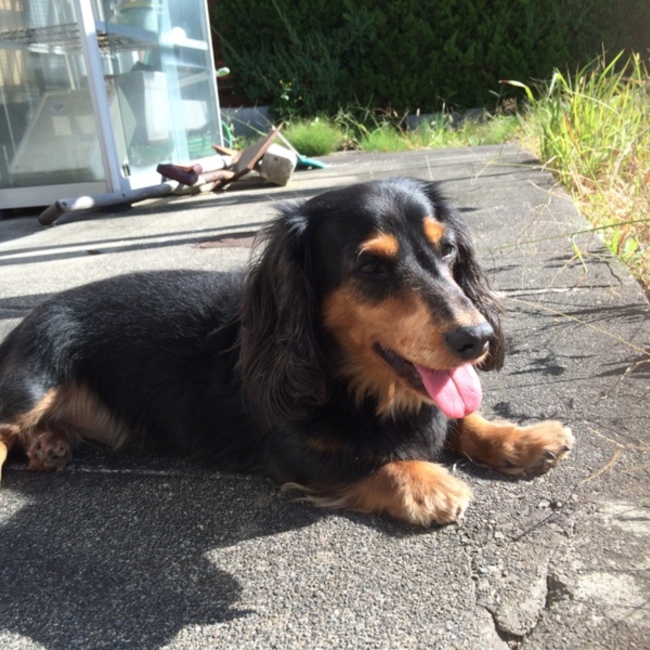 ネネコママのカバー写真