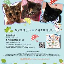 ねこざんまい譲渡会in東日本橋