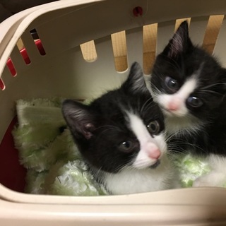 白黒ハチワレ、ふわふわ毛並み、2ヶ月男の子