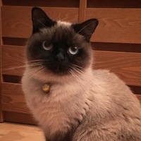 ルーク