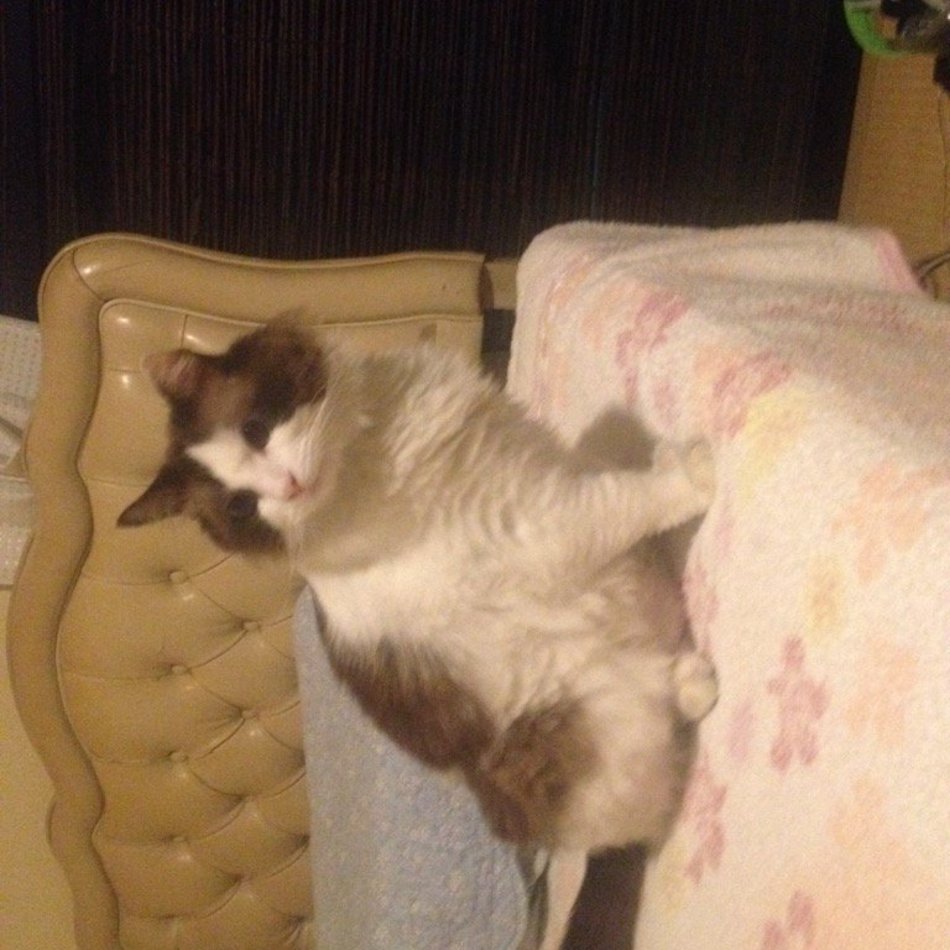 喰う寝る遊ぶのカバー写真