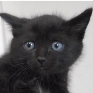 愛護団体様より引き出されました。