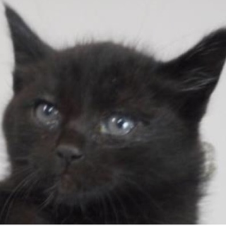 里親さんに出会えました。