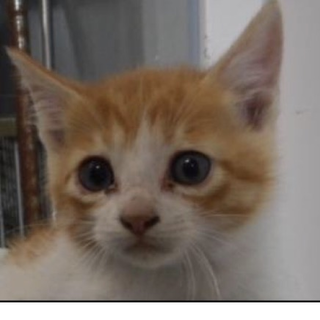 里親さんに出会えました。