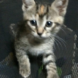 ふわふわのムギワラの家族になってください！