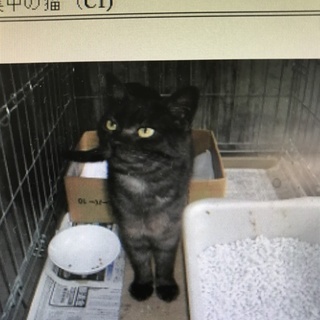 最終の期限延長！？ 助けて下さい！