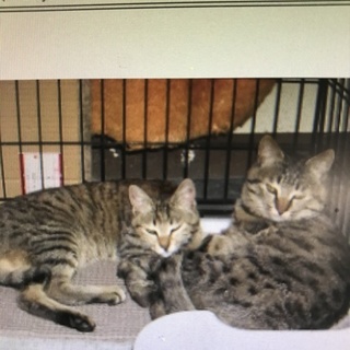 ペットは保健所から‼️名寄保健所に９匹います‼️