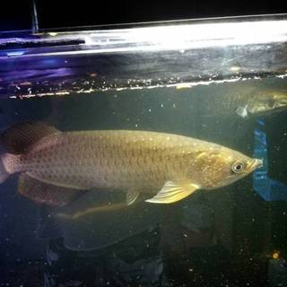 ノーザンバラムンディ 里親募集!