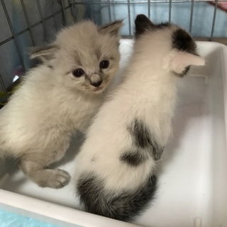 ペルシャ風なのでペルちゃんです！