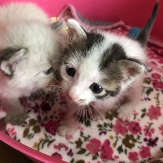 可愛い点々柄のてん君です！