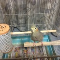 インコの体調不良により募集を終了します。（＞＜）