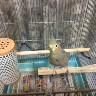 インコの体調不良により募集を終了します。（＞＜）