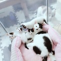 緊急！兄妹5匹の里親募集
