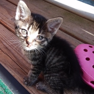 子猫1か月です。幼い命、助けてください！