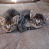 子猫1か月です。幼い命、助けてください！ サムネイル2