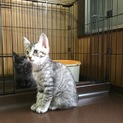 生活保護世帯の多頭飼育崩壊にて保護‼️
