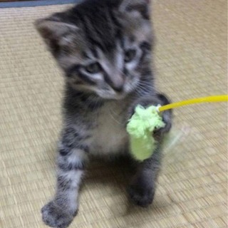 タレ目のキジ君の家族になってください