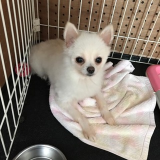 責任持って飼って頂ける方