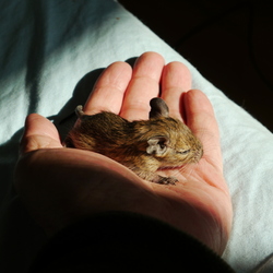 デグーベイベー