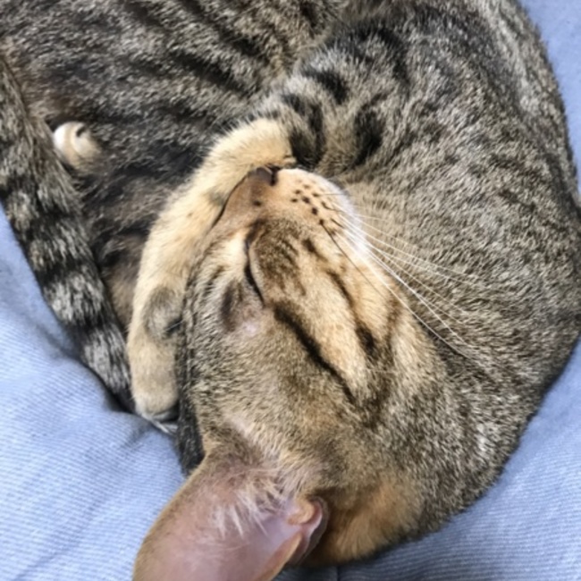 まいまんのカバー写真