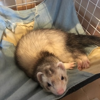 フェレット里親募集