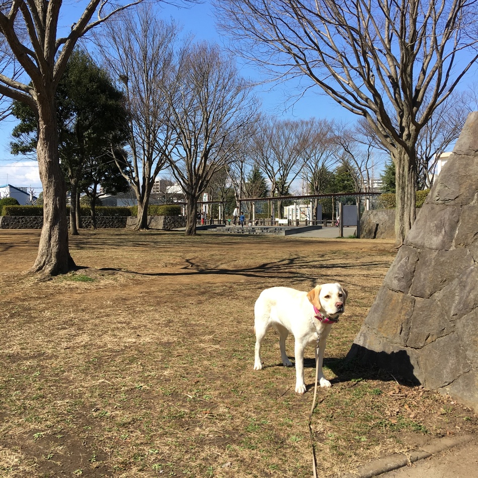 たねのカバー写真