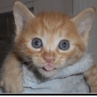 里親さんに出会えました。