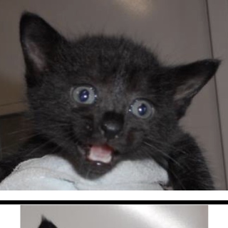 愛護団体様に引き出されました。