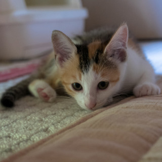 里親になってくださる方を探してます。