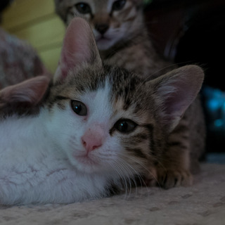 里親になってくださる方を探してます。