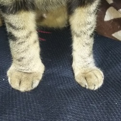 翠君の右足が腫れてる‼