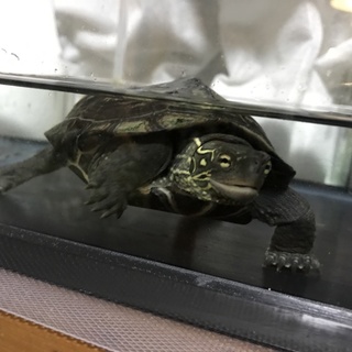 クサガメの里親募集中