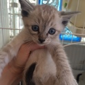 キジシャムMIX子猫ちゃん