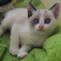 白MIX子猫ちゃん