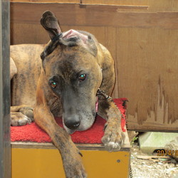 「犬がほしい！！」サムネイル3