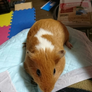 モルモットの里親さんが決まりました！